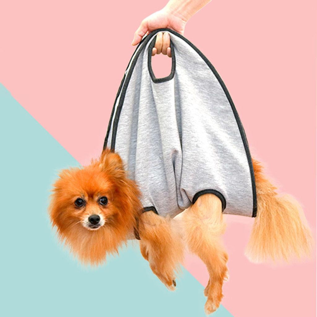 How To Help Old Dog Down Stairs