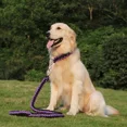thumbnail image 1 of Collar De Perro Y Set De Correa De Entrenamiento 130, 1 of 4