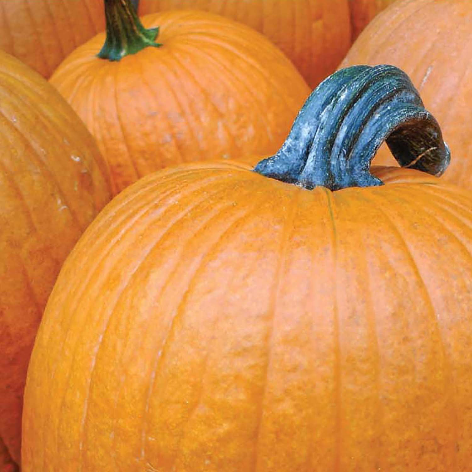 GOLDS同型♡Pumpkin-パンプキン-♡ビジュー♡肩出しオフショルトップス 