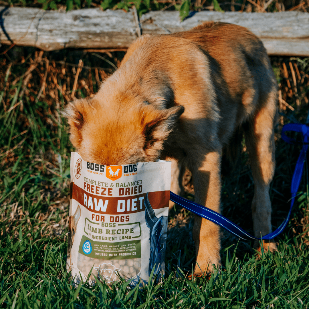 Boss Dog Probiotic Freeze Dried Healthy Dog Food, Lamb 12 oz