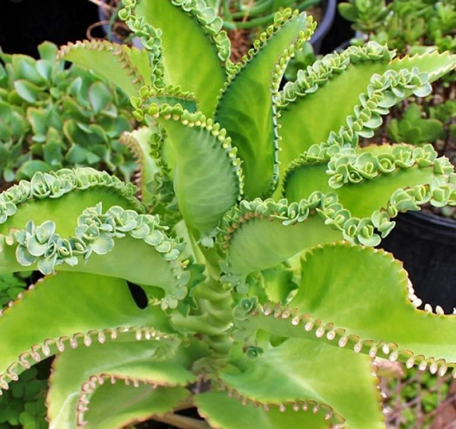 2 Mother of Thousands Plants - Kalanchoe daigremontiana - Mexican Hat Plant Succulent