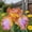 D, variant on Exotic Rare Iris - Tall and upright - Cold-resistant - Suitable for garden decor, air purification and plant hangers