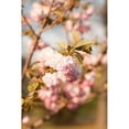 thumbnail image 3 of Millet, Karyn 13x18 Black Modern Framed Museum Art Print Titled - Spring Blossoms IV, 3 of 5
