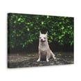 thumbnail image 2 of Majestic Chihuahua Art Majestic Chihuahua Print Animal Wall Art Wildlife Canvas Prints Wall Art Ready to Hang Unframed, 2 of 18