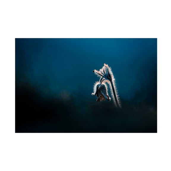Trademark Fine Art Jan Rozehnal  Pulsatilla pratensis Canvas Wall Art
