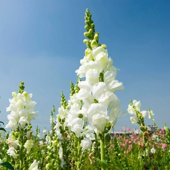 Sonnet Series Snapdragon White ~100 Seeds –  115–121 Days – Annual – 18–24" Tall Cut Flower – Mixed Colors – Cold-Hardy Blooms – Non-GMO – Cool Weather Flower Seeds