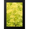 thumbnail image 2 of Murdock, Ramona 13x18 Black Modern Framed Museum Art Print Titled - Spring Leaves III, 2 of 5