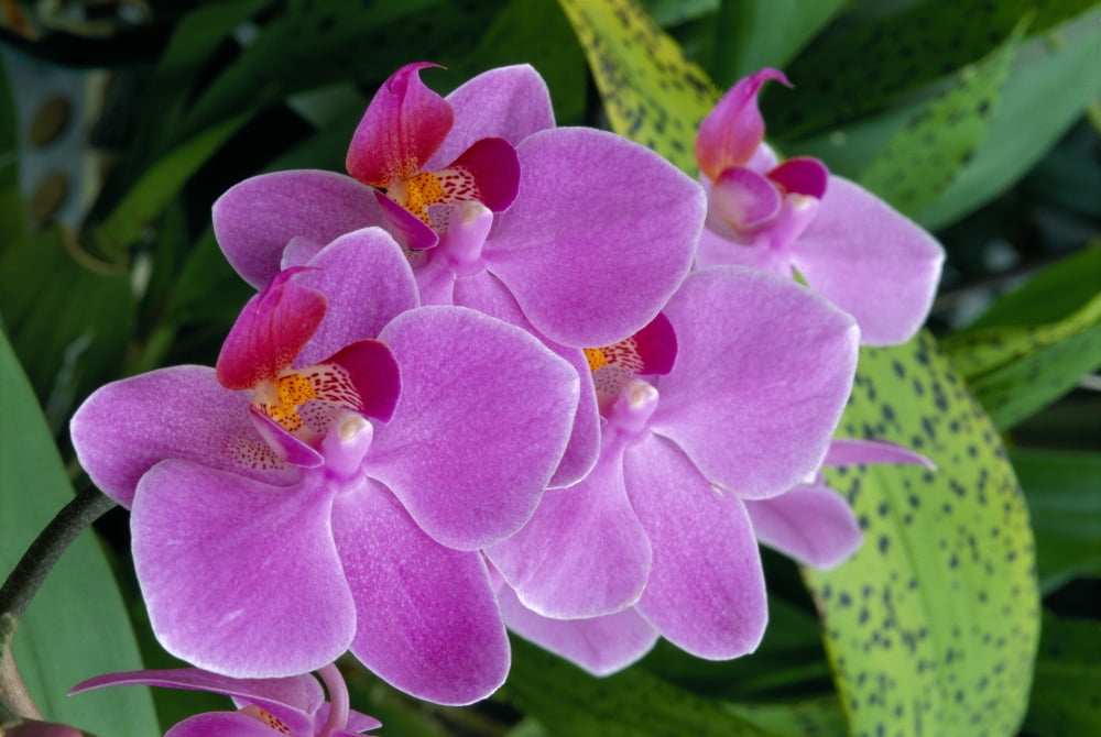 Bunch Of Lavender Colored Orchids On Plant, Outdoors