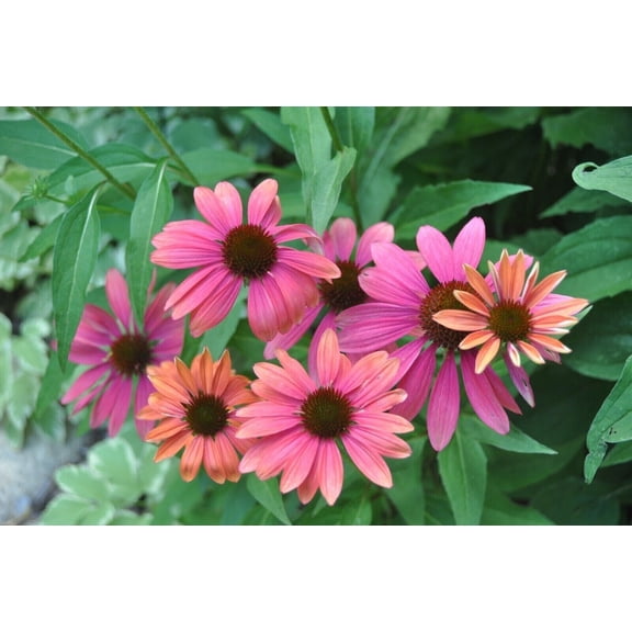 50 Pink Orange Coneflower Seeds, Echinacea Perennial Flower Seeds, USA Grown