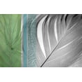 thumbnail image 2 of Simons 32x22 White Modern Wood Framed Museum Art Print Titled - Plumage Cool I, 2 of 4