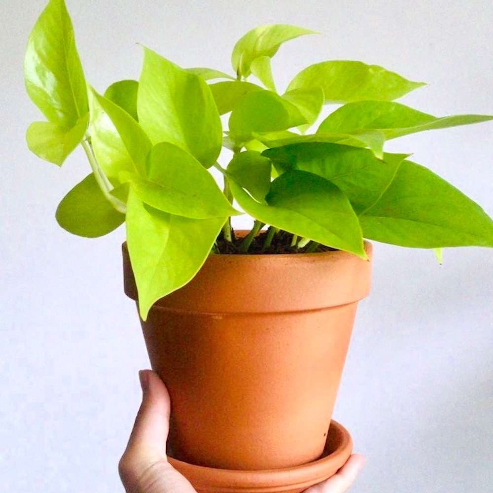 Pothos Neon Live Plant for Indoor | Different Houseplants in 4'' & 6'' Pot | Real House Plant for Living Room, Office, Desk & Bathroom | Neon Pothos | Epipremnum pinnatum