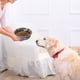 thumbnail image 5 of Cuencos para perros Cuencos de alimentación para perros pequeños Cuencos de agua con suela de silicona antideslizante, cuenco de acero inoxidable para perros, 5 of 5