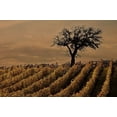 thumbnail image 1 of Tuscan Fields - CANVAS OR FINE PRINT WALL ART, 1 of 1