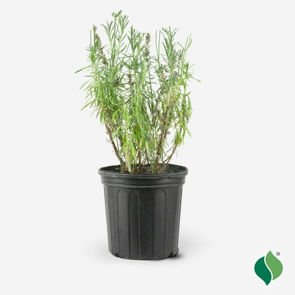 2 Gallon Lavandula 'Sensational!®'