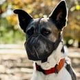thumbnail image 3 of BRIGHTFUFU Bozal de malla para perro Bozal suave ajustable Bozal de perro mediano para evitar morder y masticar cubierta bucal transpirable para mascotas suministro para mascotas tamaño L, 3 of 8