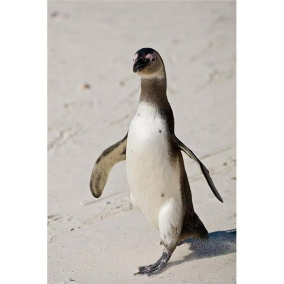 Danita Delimont PDDAF42RBE0048B African Penguin Boulders Beach South Africa Poster Print by Ralph H. Bendjebar, 11 x 17