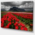 thumbnail image 2 of Rows of Bright Ruby Red Tulips - Large Landscape Canvas Art, 2 of 4
