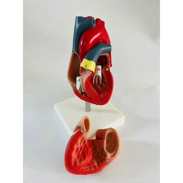 Human Heart Model 2-Part Deluxe Life Size Human Heart Replica With 34 Anatomical Structures Held Together With Magnets