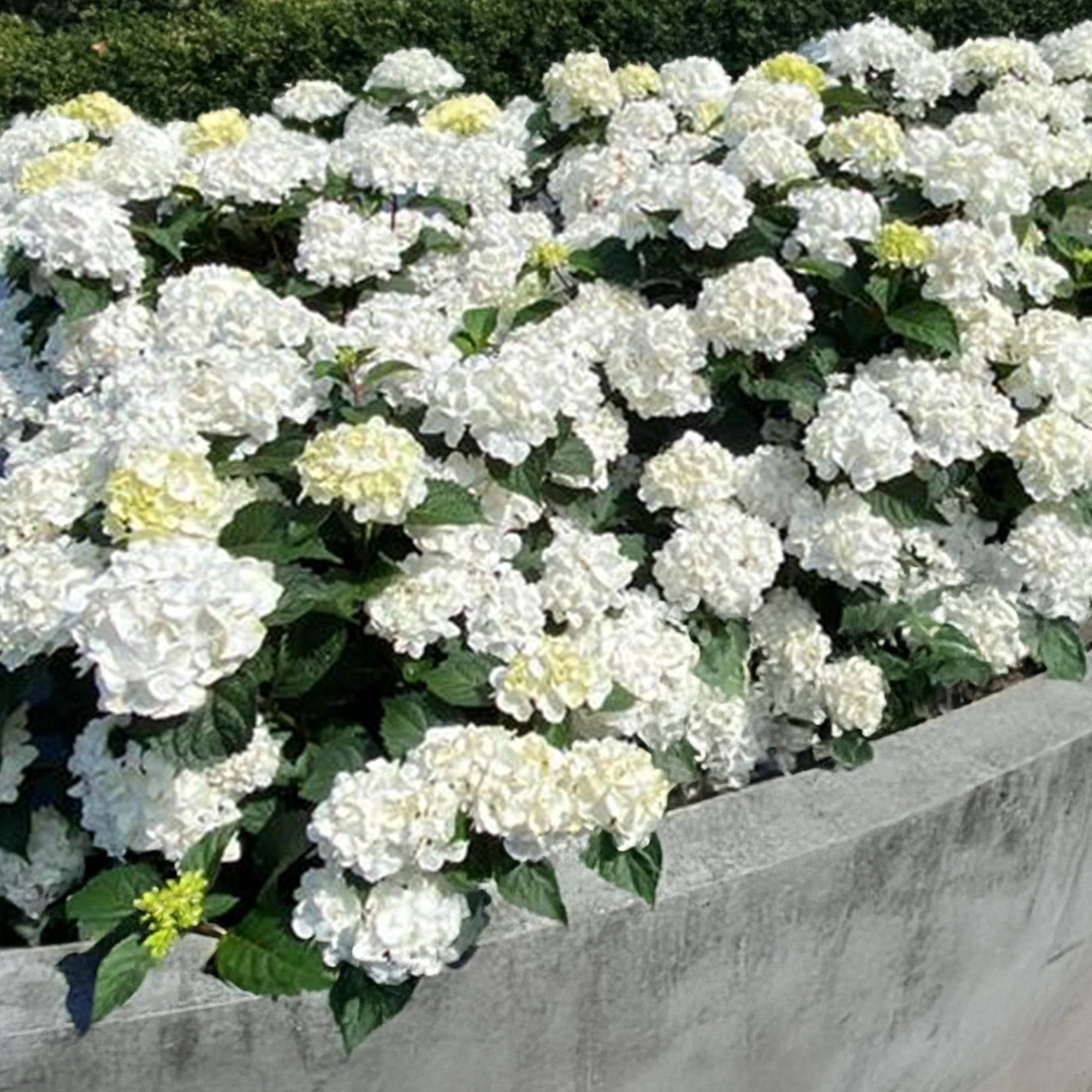 Endless Summer Dream Cloud Reblooming Hydrangea Live Shrub in 1-Gallon Grower Pot