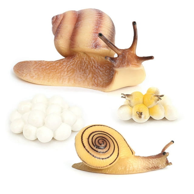 ZheElen 1 Set Life Cycle Models Interesting Realistic Growth Model Educational Display Prop Animals Playthings Animal Toy for Children Snail