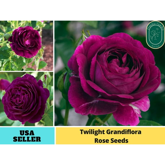 30 Seeds|Twilight Grandiflora Perennial Rose - Authentic Seeds - Perennial~GMO Free~~Flower seeds ~ Asian Garden~ Herbs B5G1#1087
