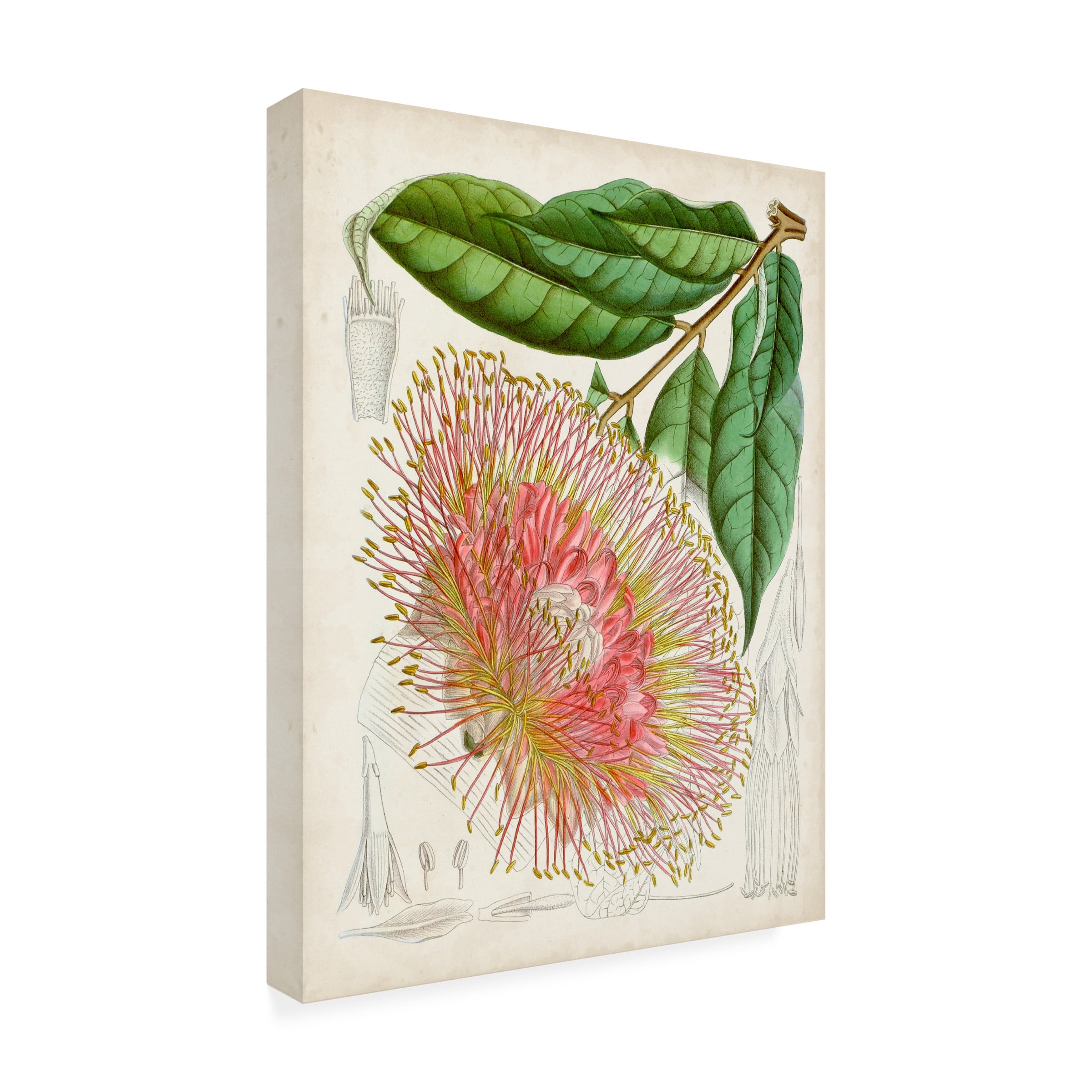 Curtis 'Delicate Tropicals IV' Canvas Art