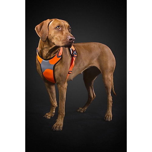 how to put on a dog harness from walmart