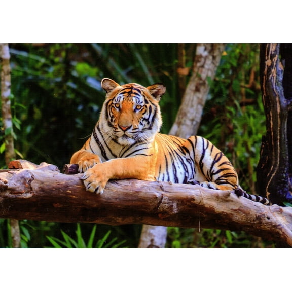 Bengal Tiger 1000 Piece Puzzle