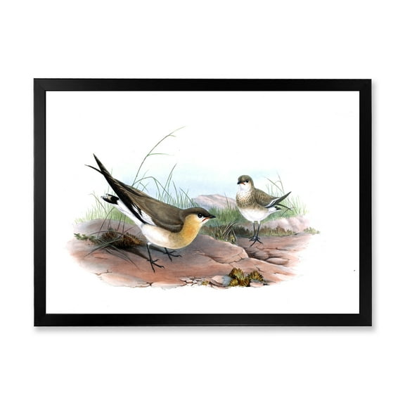 Designart 'Ancient Bird Illustration II' Farmhouse Framed Art Print