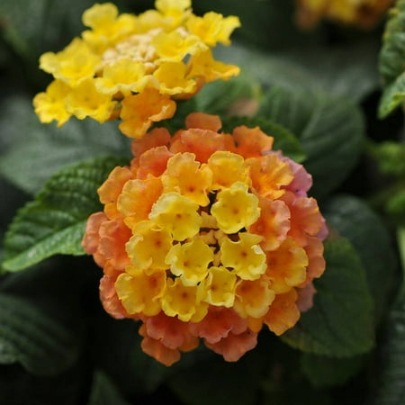 - Peach Glow Little Lucky Lantana, Flowering Perennial