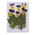 thumbnail image 2 of Flores secas prensadas reales 12 Unidades Natural Real Presionado Pensamiento Flor De Flores Secas Adornos Florales Para La Tarjeta Que Hace Scrapbooking Arte Artesanía DIY Joyería De Resina Filler, 2 of 9