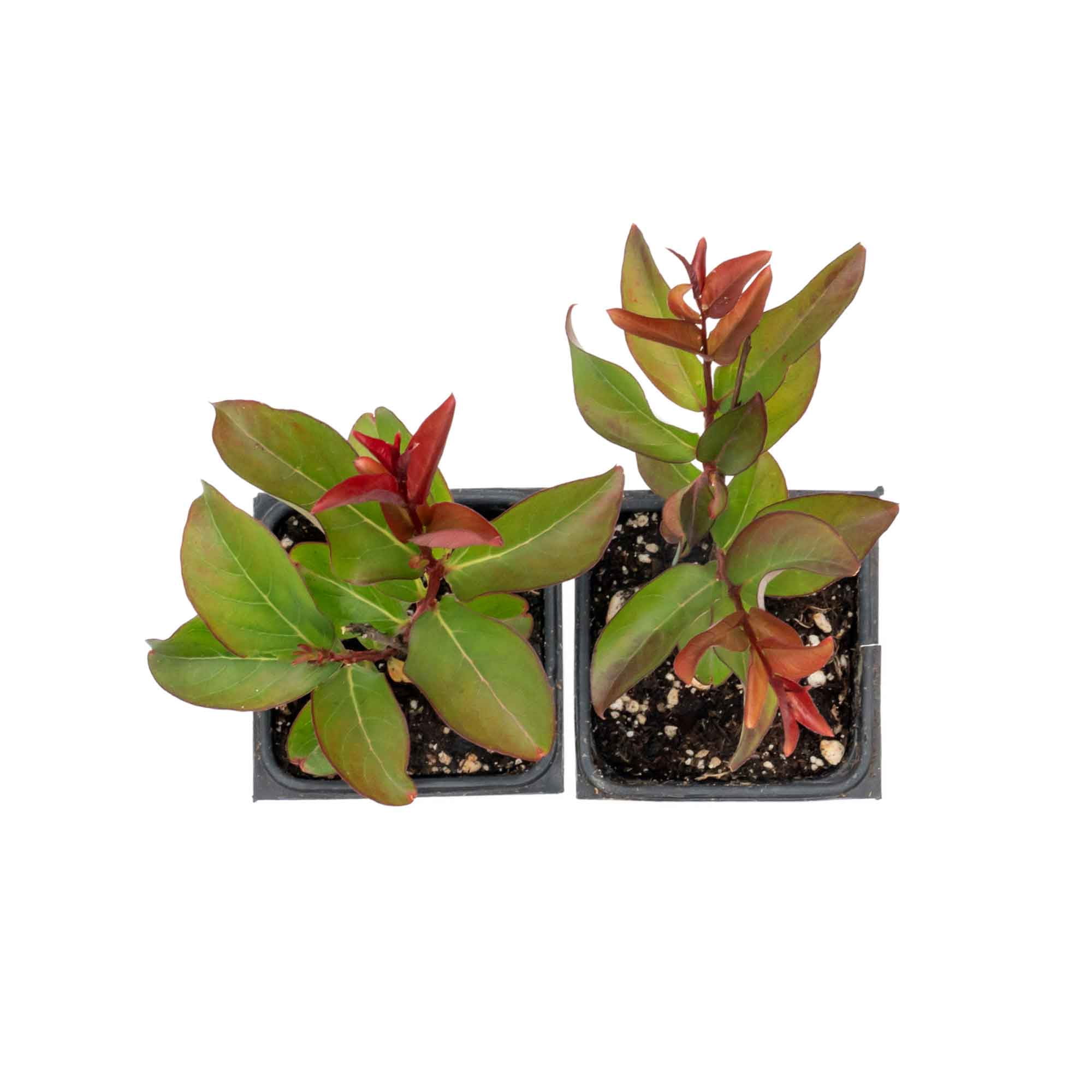 2 Red Rocket Crape Myrtle Trees – Fast-Growing Cherry-Red Flowering Tree for Hedges, Screens & Accents (Lagerstroemia indica ‘Red Rocket’) in 3.5″ Cubes, Live Plants