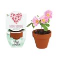 thumbnail image 2 of Kit de Cultivo Mini Rosas Terracota Buzzy 12 Unidades con Macetas de 5 cm, 2 of 6