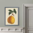 thumbnail image 4 of Antique Pear Botanical II - Barnwood Framed - 23 x 31 - Grey, 4 of 4