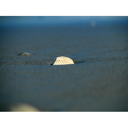 LAMINATED POSTER Seashell Scallop Beach Sand Florida Sea Poster Print 24 x