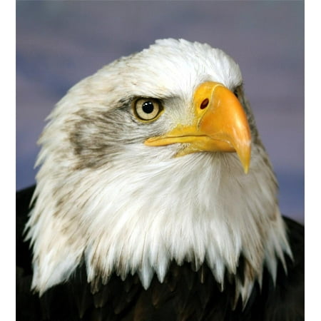 Laminated Poster Bald Eagle Bird America Usa Decor Wall Hang Hunt Poster Print 24 x