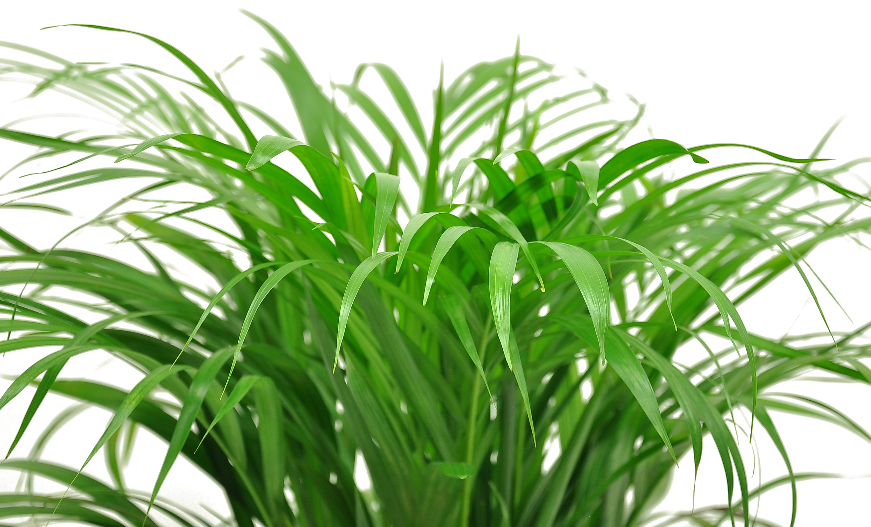 Live Indoor 36in. Tall Green Areca Palm; Bright, Indirect Sunlight Plant in 10in. Seagrass Planter - image 3 of 9