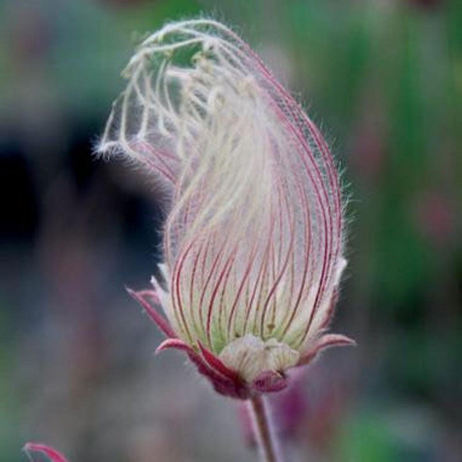 Home Shops USA 25 Prairie Smoke Flower Seeds, Attracts Bees, Butterflies