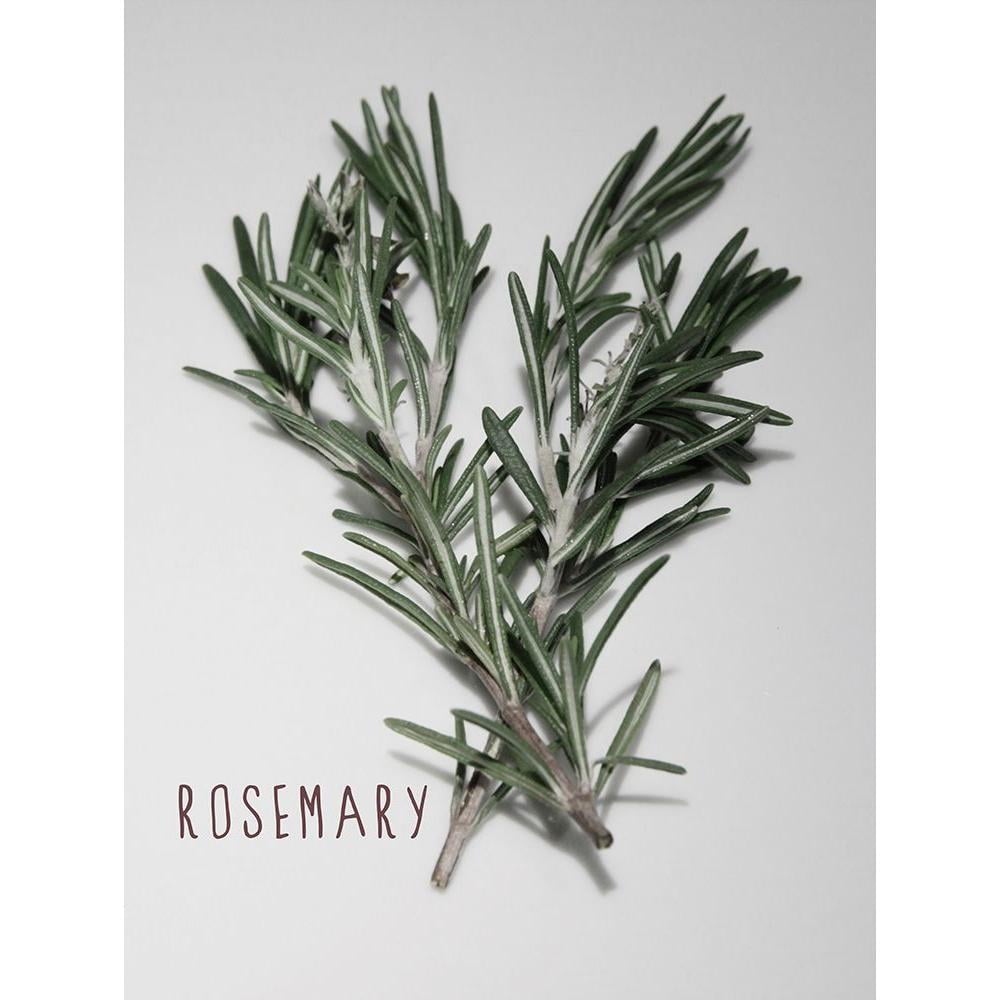 Prime, Marcus 15x18 Black Modern Framed Museum Art Print Titled - Time-Honored Rosemary 1