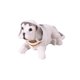 thumbnail image 5 of Adornos para coche con forma de perro que mueve la cabeza, adornos para el salpicadero del coche, adorno para la oficina, para la habitación. Blanco, 5 of 9