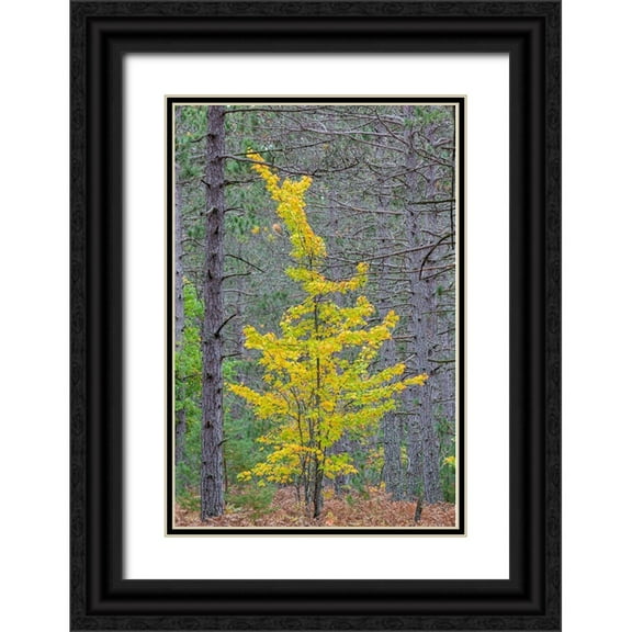 Day, Richard and Susan 23x32 Black Ornate Wood Framed with Double Matting Museum Art Print Titled - Yellow Maple tree in pine forest in fall-Alger County-Michigan