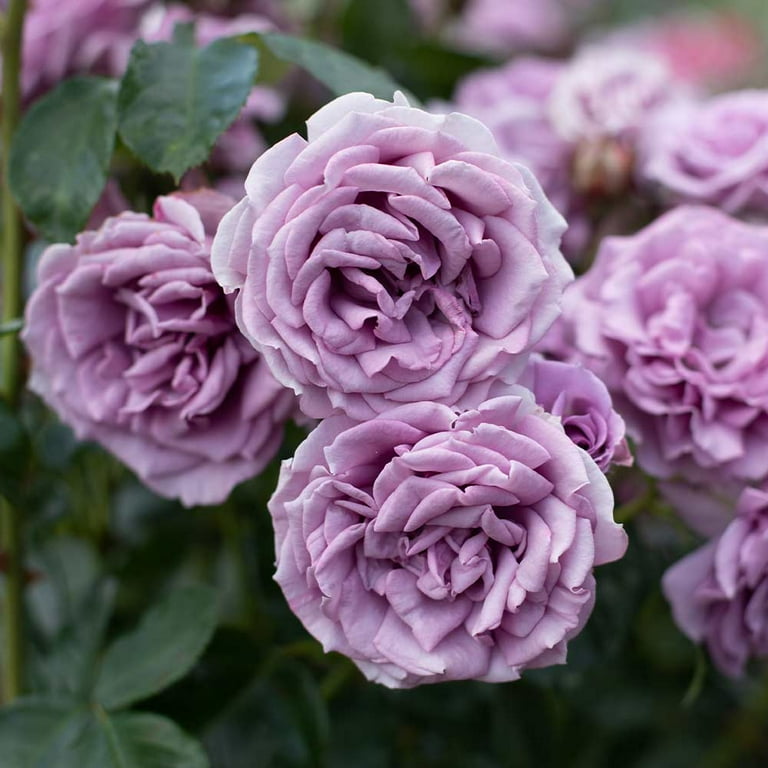 Heirloom Roses - Arborose Quicksilver, Purple Climbing Rose Bush