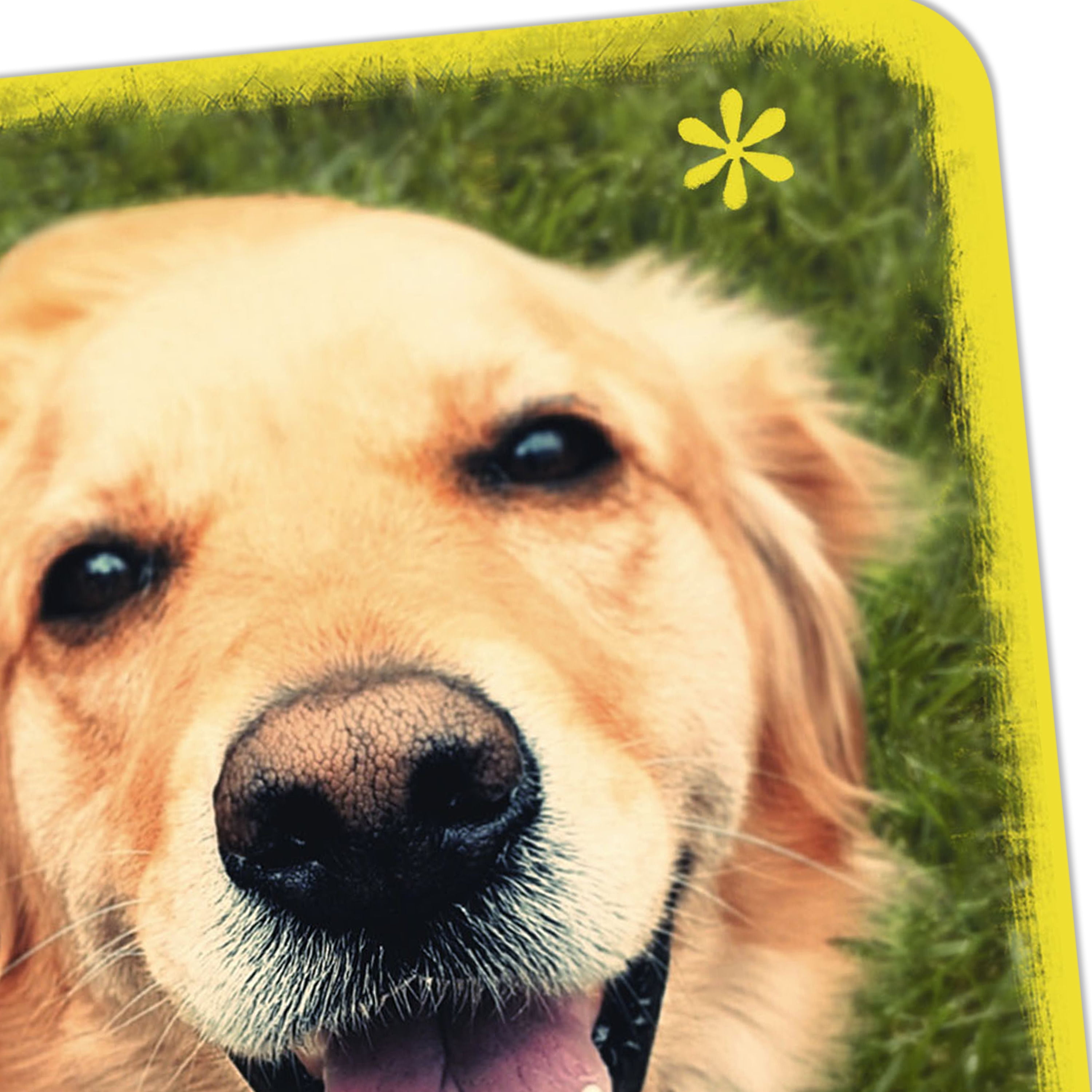 Hallmark Just Because Blank Card (Smiling Golden Retriever)