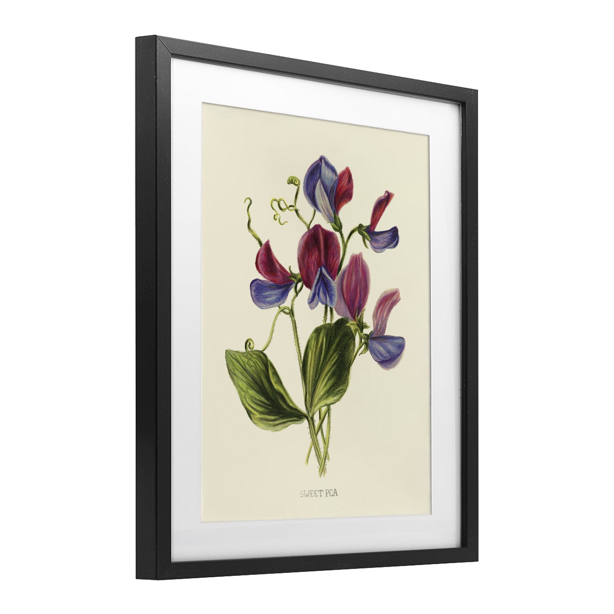 Stupell Industries Vintage Sweet Pea Blossoms Black Framed Print Under Glass, design by Connie Resch