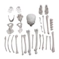 thumbnail image 1 of Esqueleto Bucky de 27 piezas para decoraciones de Halloween, 1 of 3