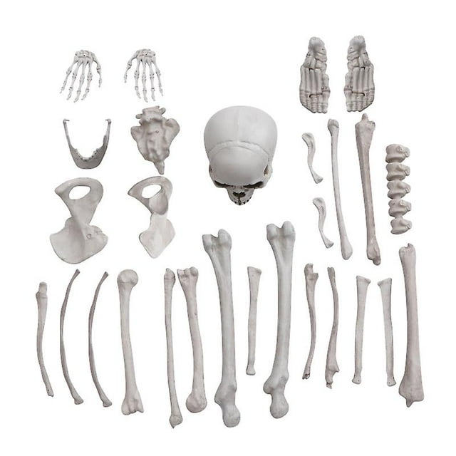 Esqueleto Bucky de 27 piezas para decoraciones de Halloween