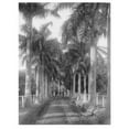 thumbnail image 2 of Anonymous 19x24 White Modern Wood Framed Museum Art Print Titled - Royal Palm Ave, Honolulu, 1907, 2 of 4