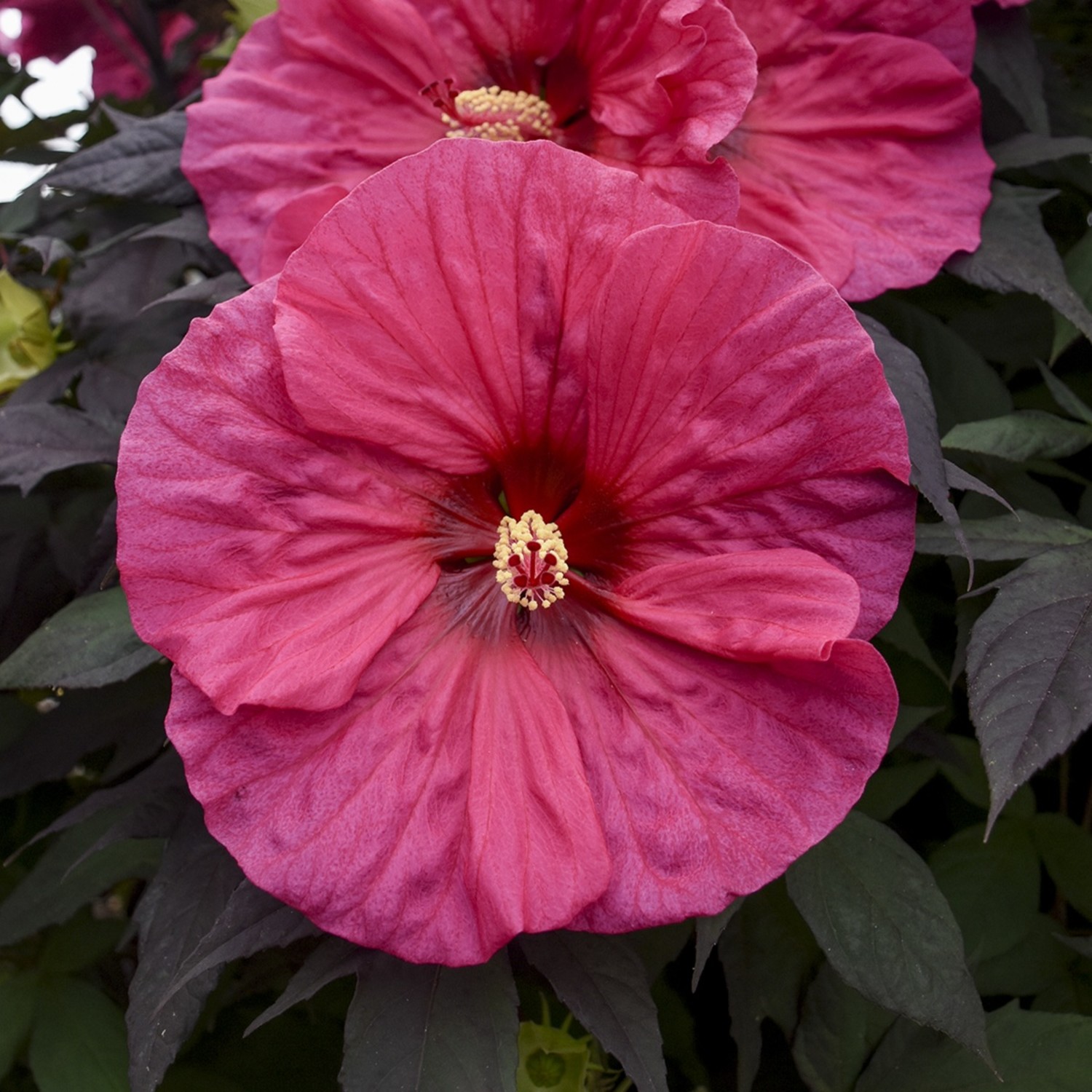 Proven Winners 18" Pink Summerific 'Evening Rose' Rose Mallow Live Plant in 8.88" Pot