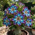 thumbnail image 3 of 10 Desert Rose Seeds-Low Maintenance-Ideal for Beds Borders, Plant Pots & Planters, 3 of 6