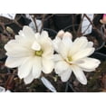 thumbnail image 3 of Expert Gardener 2.25 gal Magnolia Leonard Messel Live Trees, 3 of 9